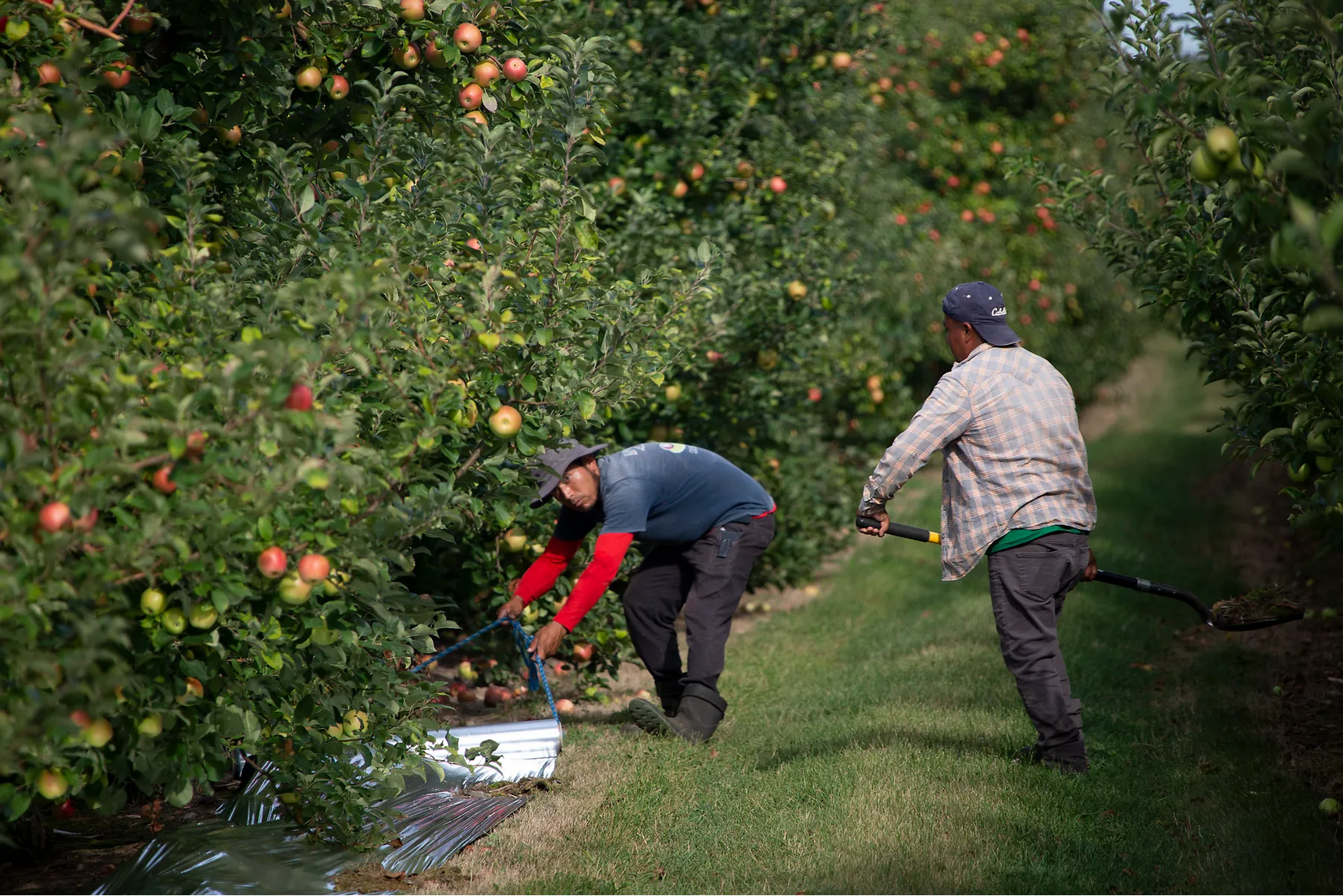 In one Michigan county, almost half the COVID-19 cases are tied to farm outbreaks