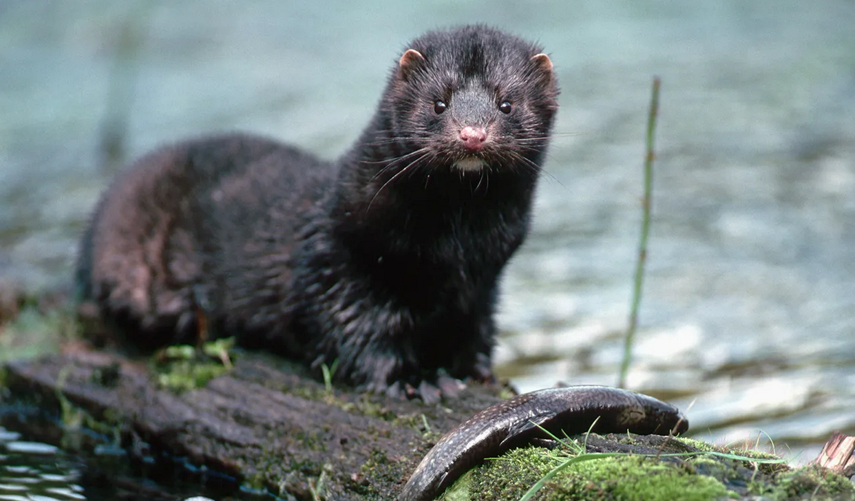 CDC: Michigan taxidermist may have caught COVID-19 from infected mink
